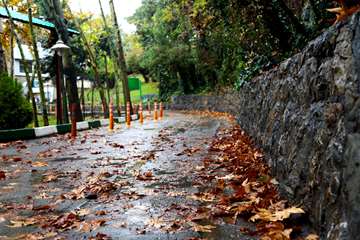 پاییز در دانشگاه علوم بهزیستی و توانبخشی